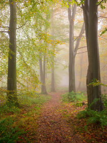 Pathway Through A Misty Woodland by Craig Joiner