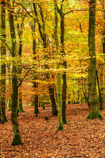 Beech Woodland in Autumn von Craig Joiner