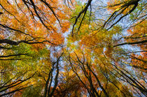 Autumn Beech Woodland von Craig Joiner