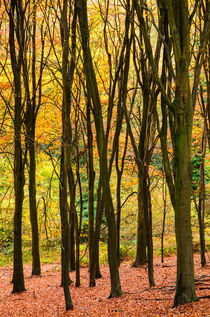 Autumn Beech Woodland von Craig Joiner