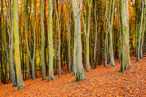 Beech Trees by Craig Joiner