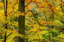 Autumn Colour von Craig Joiner