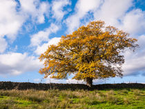 Oak Tree Autumn Colour von Craig Joiner