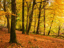 Autumn Beech Woodland by Craig Joiner