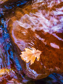 Leaf in Horner Water by Craig Joiner