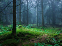 Pathway Through A Misty Forest by Craig Joiner
