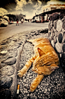 alley cat siesta in grunge