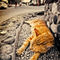 Alley-cat-siesta-grunge