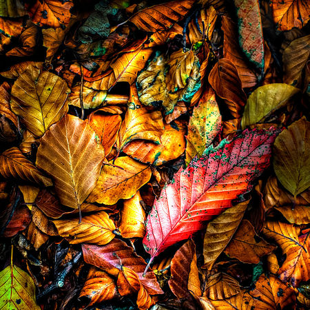 Autumn-leaves-painterly