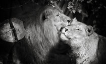 Lions love by Barbara  Keichel