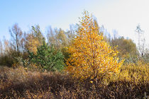 Herbst im Vorland - Autumn in the foreland von ropo13