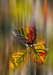 Herbstfarben by Thomas Schulz