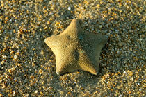 Sea-Star von Gitta Wick