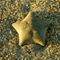 Sea-star