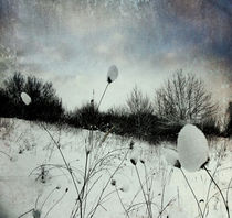 Snow Burs by florin