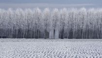 white trees von emanuele molinari