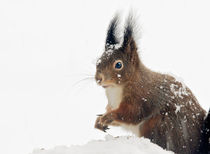 Squirrels in the snow by Barbara  Keichel