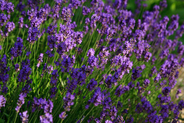 Lavender0241
