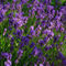 Lavender0241