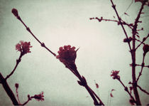 Winter Blossom I von Sybille Sterk