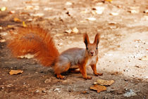 Squirrel von Diana Korennaya
