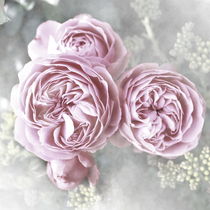 Pink Roses von Christine Bässler