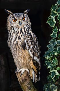 Eagle Owl by Jeremy Sage
