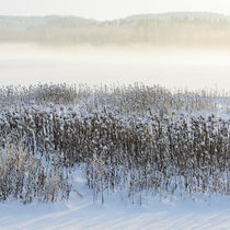 Frosty grass straws by Mikael Svensson