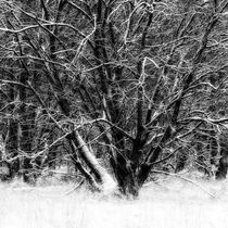 Winter tree by Mikael Svensson