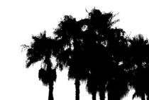 Palms von Mary Lane