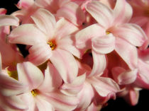 Pink Hyacinth von Mary Lane
