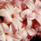 Pink-hyacinth