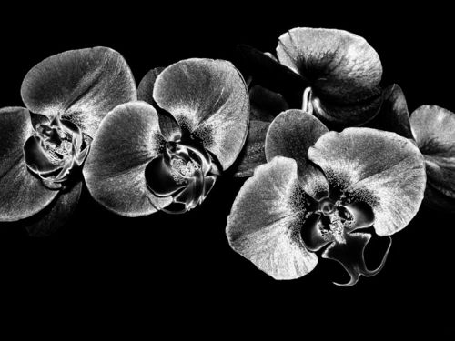 Silver-orchids