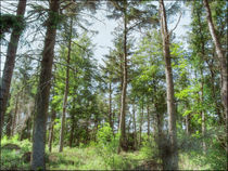 Langsett Forest von Sarah Couzens