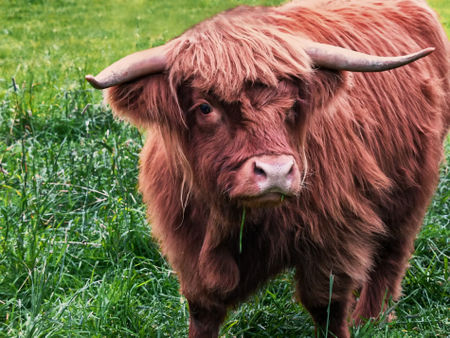 Highland-cow