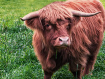 Highland Cow von Jacqi Elmslie