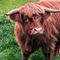 Highland-cow