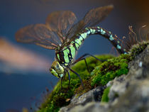 Dragonfly (Mosaikjungfer)Libellen-Makro by Dagmar Laimgruber