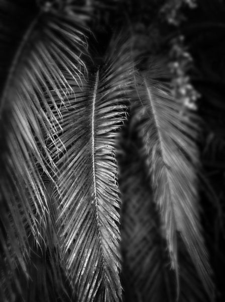 Palm-leaves-bw