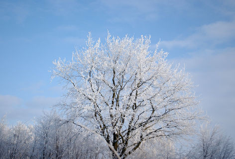 20101218-winterbaum