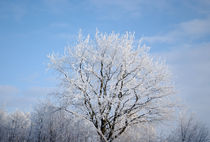 Winter by Eckart  Mayer