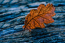 Fallen leaf by Giuseppe Maria Galasso