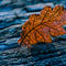 14012012-1201-nusco-campo-di-nusco-fallen-leaf