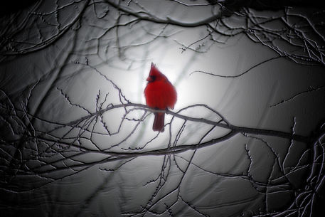 Red-cardinal-y-emerson