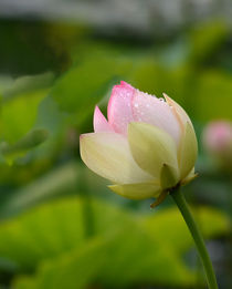 Lotus von Eckart  Mayer