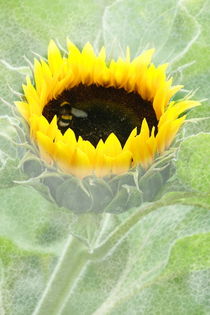 Sonnenblume by Christine Bässler
