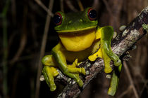 Red-Eyed Tree Frog by drecart