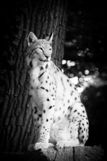 Lynx von Daniel Zrno