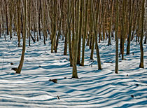 Snow and trees von Leopold Brix