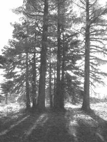Backlit Trees von Frank Wilson